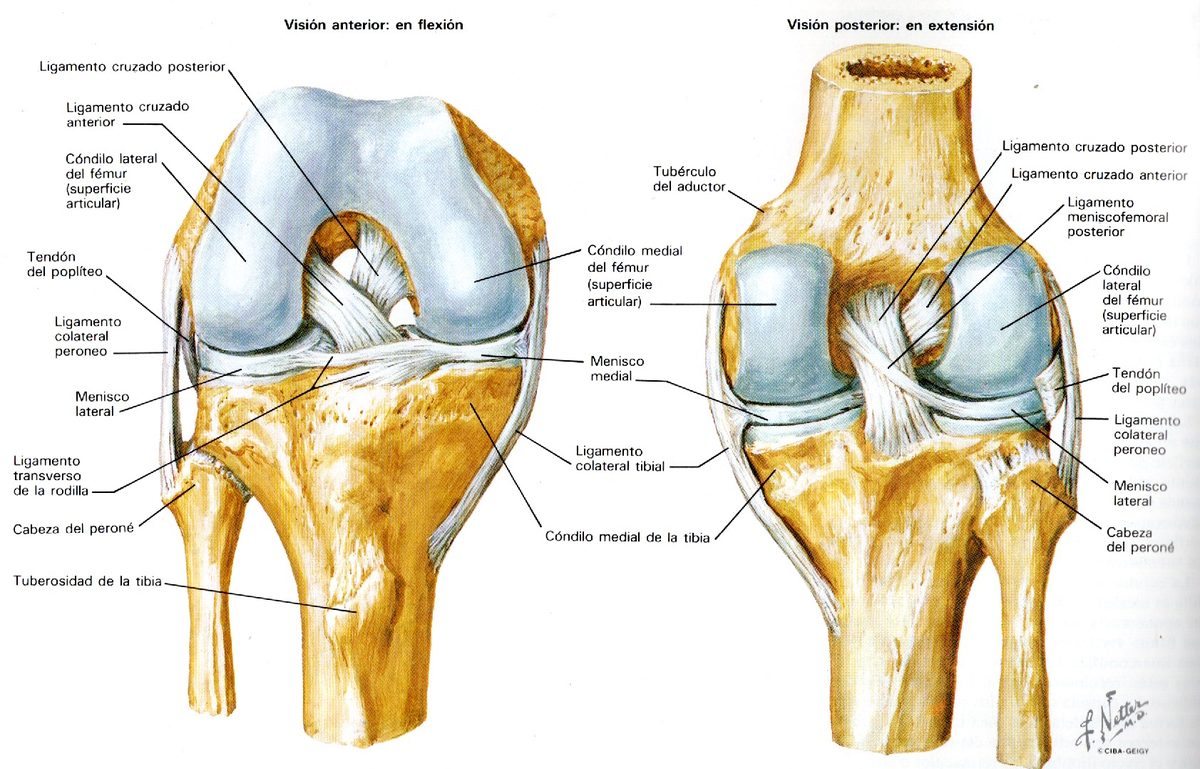 Anatomía de la rodilla